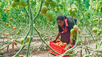 In Äthiopien erntet Arbeiterin Almengema Alemayoh Tomaten im Gewächshaus des Gemüsebauers Jan Prins.