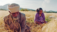 Äthiopien: Kleinbauern bei der Ernte © Movienet Film GmbH
