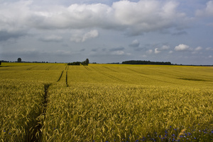 Feld in Ostvorpommern: Getreide, so weit das Auge reicht. Urheber: thonk25/flickr Lizenz: CC-BY-NC